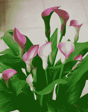 马蹄莲常见病虫害防治 马蹄莲常见病虫害防治