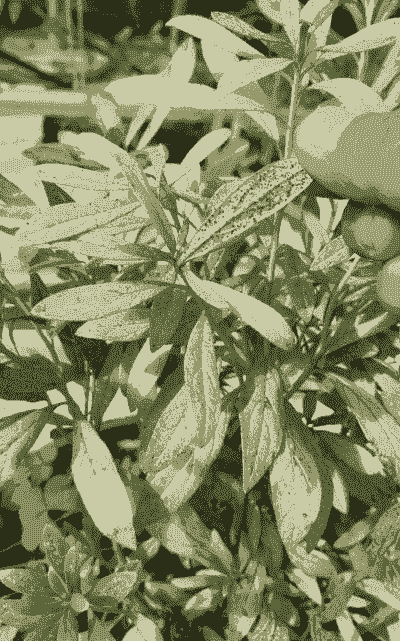 杜鹃军配虫防治方法--杜鹃病虫害防治 杜鹃军配虫防治方法--杜鹃病虫害防治