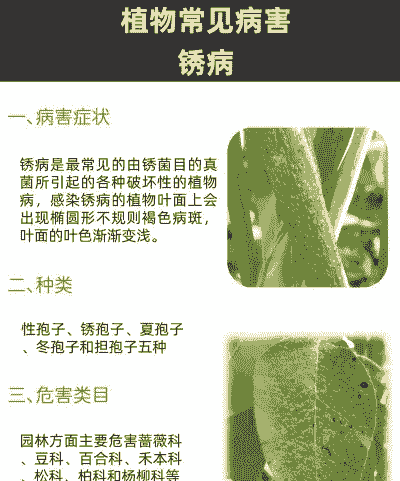 吴茱萸锈病的症状及防治方法 吴茱萸锈病的症状及防治方法