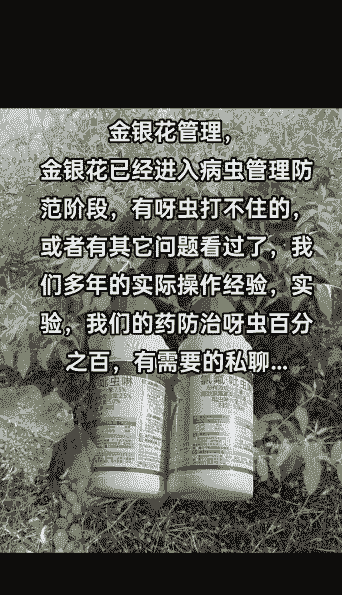 金银花的特性种植技术病虫害管理 金银花的特性种植技术病虫害管理