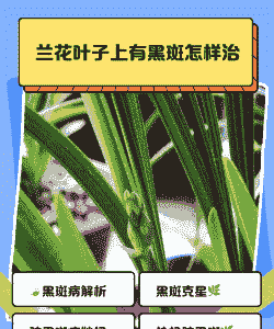 文殊兰叶斑病的防治方法 文殊兰叶斑病的防治方法