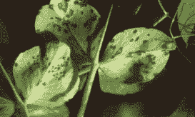 香豌豆细菌性叶斑病的防治方法 香豌豆细菌性叶斑病的防治方法