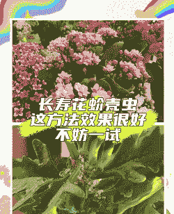 花卉如何严防瘿瘤 花卉如何严防瘿瘤