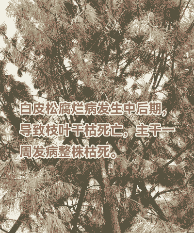 松根朽病的症状及防治方法 松根朽病的症状及防治方法