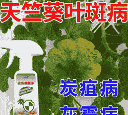 天竺葵灰霉病的防治技术 天竺葵灰霉病的防治技术
