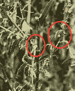 木槿煤污病防治方法 木槿煤污病防治方法