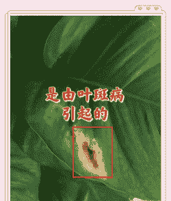 杂交玉兰叶枯病的症状以及防治措施 杂交玉兰叶枯病的症状以及防治措施