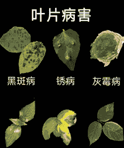 翠菊黑斑病的防治 翠菊黑斑病的防治