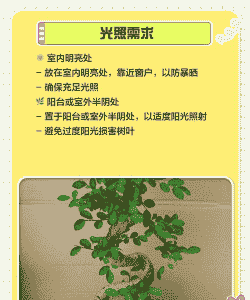 阳台上榆桩的养护 阳台上榆桩的养护