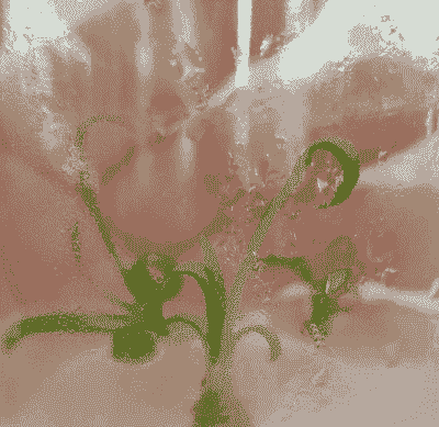 百合的组织培养 百合的组织培养