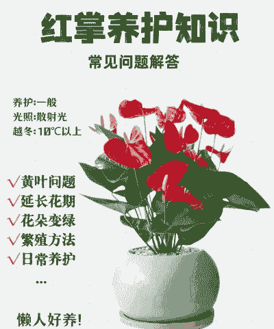 红掌花卉养殖方法 红掌花卉养殖方法