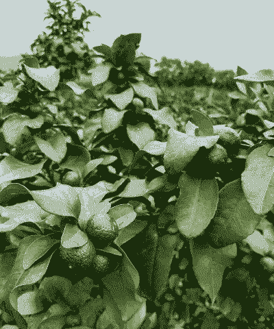 当前沙糖桔施肥管理要点 当前沙糖桔施肥管理要点