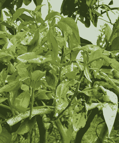 八仙花的炭疽病 八仙花的炭疽病