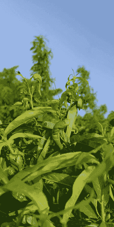 冬桃蚜虫防治技术 冬桃蚜虫防治技术