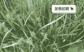 草坪雪霉叶枯病的防治方法 草坪雪霉叶枯病的防治方法