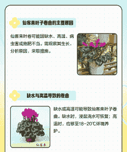 仙客来病害及防治(下) 仙客来病害及防治(下)