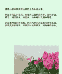 仙客来的虫害及防治 仙客来的虫害及防治