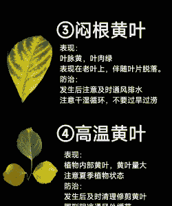 毛白杨黄叶落叶症的区别与防治 毛白杨黄叶落叶症的区别与防治