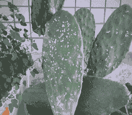 仙人掌类常见病害 仙人掌类常见病害