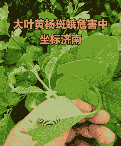 大叶黄杨几种常见病虫害 大叶黄杨几种常见病虫害