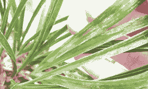 兰花红蜘蛛的识别与防治 兰花红蜘蛛的识别与防治