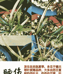 紫罗兰常见病害及防治 紫罗兰常见病害及防治