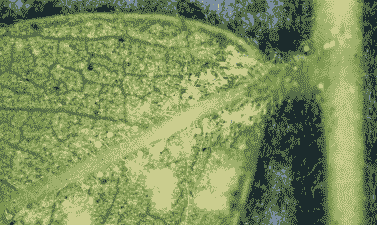 樱花主要害螨 樱花主要害螨