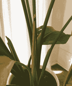 鹤望兰病害防治方法 鹤望兰病害防治方法