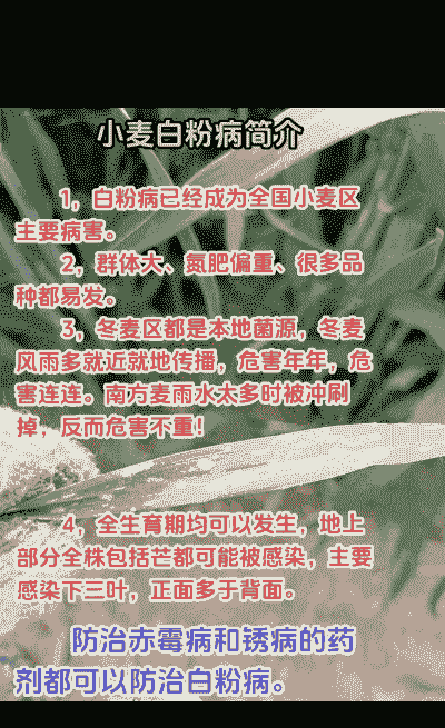 白粉病综合防治技术 白粉病综合防治技术