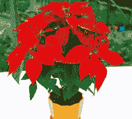 一品红生产的病害防治 一品红生产的病害防治