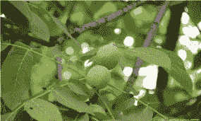 核桃举肢蛾的发生规律及防治方法 核桃举肢蛾的发生规律及防治方法