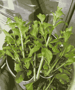 枸杞叶片出现“泡状物” 枸杞叶片出现“泡状物”