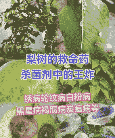 李树主要病虫害的防治 李树主要病虫害的防治