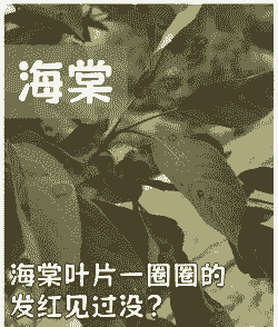 秋海棠灰霉病 秋海棠灰霉病