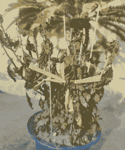 翠菊枯萎病 翠菊枯萎病