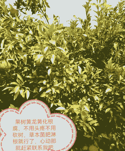 银杏黄化病的症状及防治 银杏黄化病的症状及防治