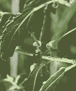 木槿煤污病如何进行防治方法 木槿煤污病如何进行防治方法