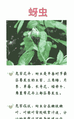 迎春花黑霉病的发生及防治方法 迎春花黑霉病的发生及防治方法