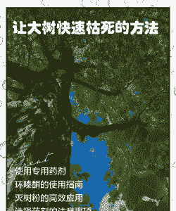 杉木叶枯病的防治 杉木叶枯病的防治