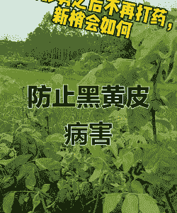 黄皮梢腐病的症状及防治方法 黄皮梢腐病的症状及防治方法