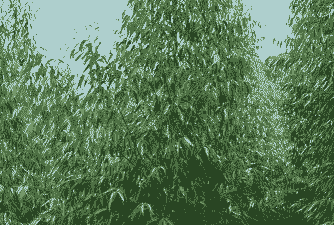 桉枯萎病的发生及防治方法 桉枯萎病的发生及防治方法