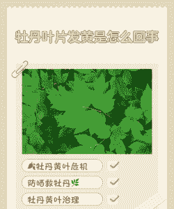 牡丹缺铁黄叶病的症状及防治方法 牡丹缺铁黄叶病的症状及防治方法