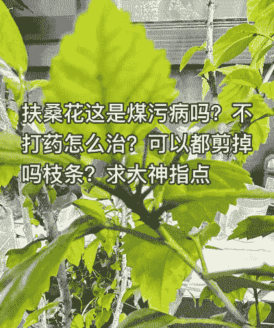 木槿假尾孢褐斑病的症状及防治方法 木槿假尾孢褐斑病的症状及防治方法