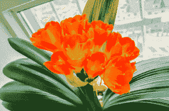 大花君子兰烂根病的防治方法 大花君子兰烂根病的防治方法