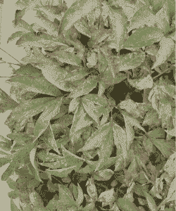 芍药白纹羽病的防治 芍药白纹羽病的防治