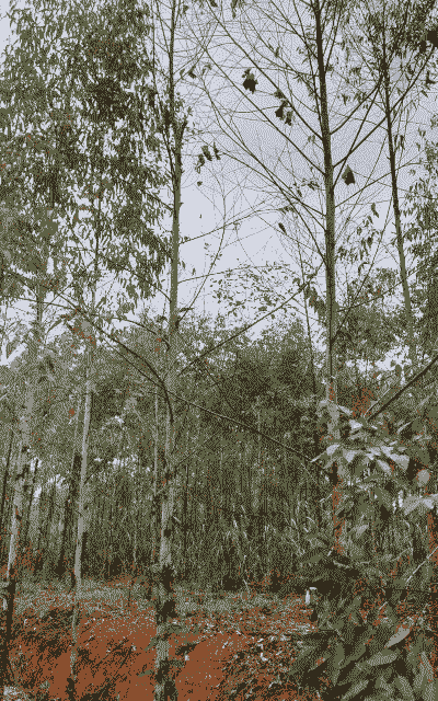 桉树红叶枯稍病的防治 桉树红叶枯稍病的防治