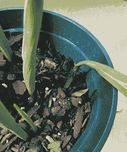 郁金香碎锦病的症状及防治 郁金香碎锦病的症状及防治