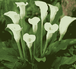 马蹄莲常见病虫害防治 马蹄莲常见病虫害防治