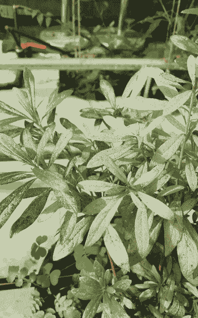 杜鹃军配虫防治方法--杜鹃病虫害防治 杜鹃军配虫防治方法--杜鹃病虫害防治