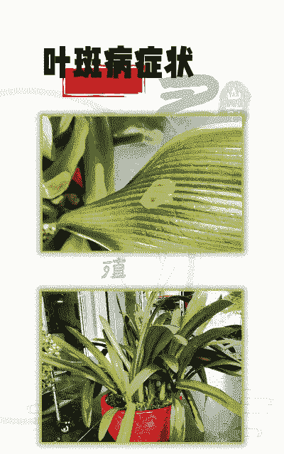 文殊兰叶斑病的防治方法 文殊兰叶斑病的防治方法